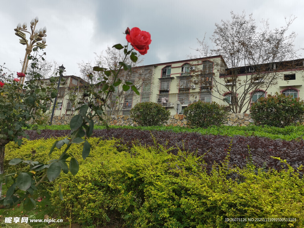 庭院綠植與遠(yuǎn)處建筑