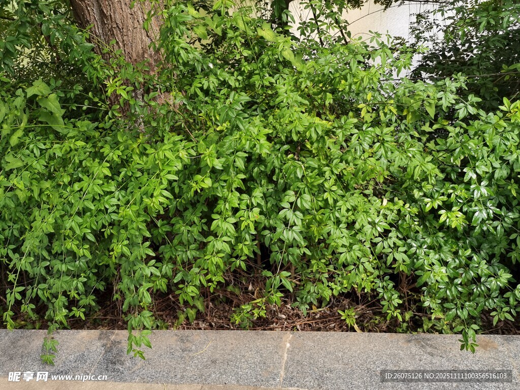 墻邊繁茂的綠色藤蔓植物