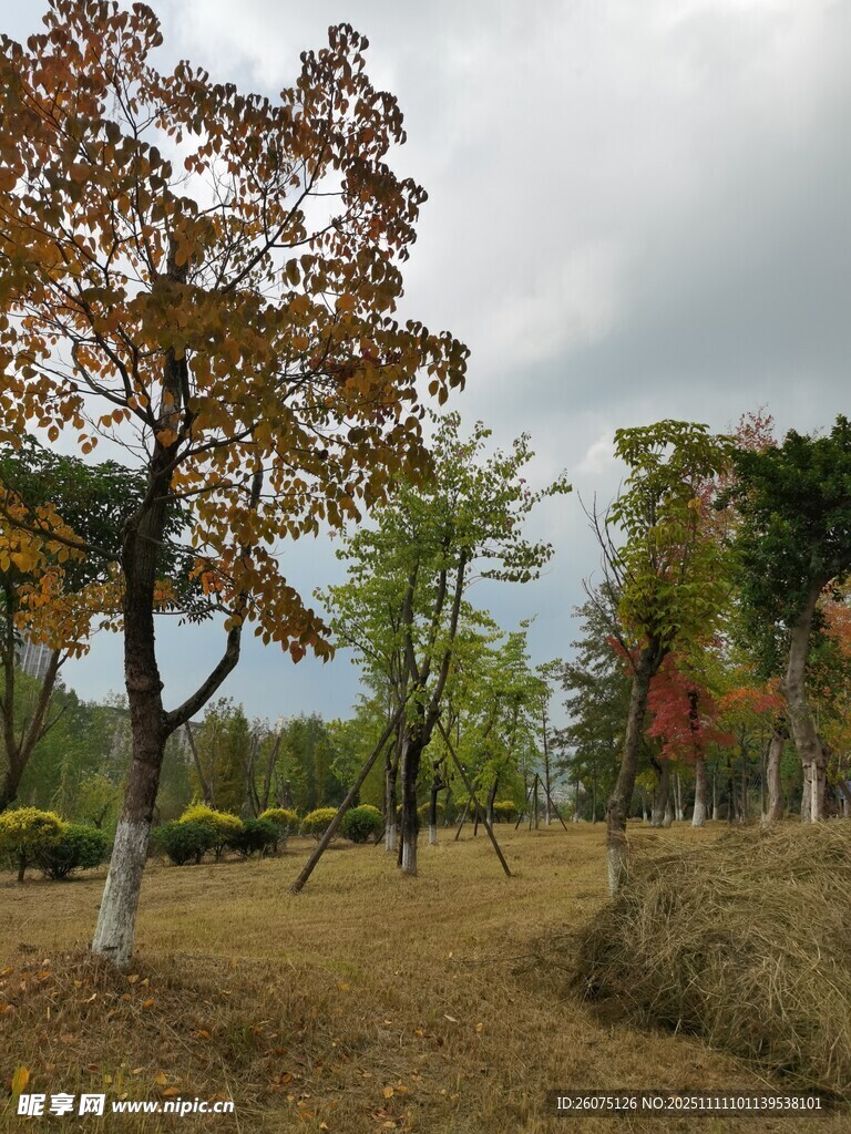 秋日樹(shù)林風(fēng)景
