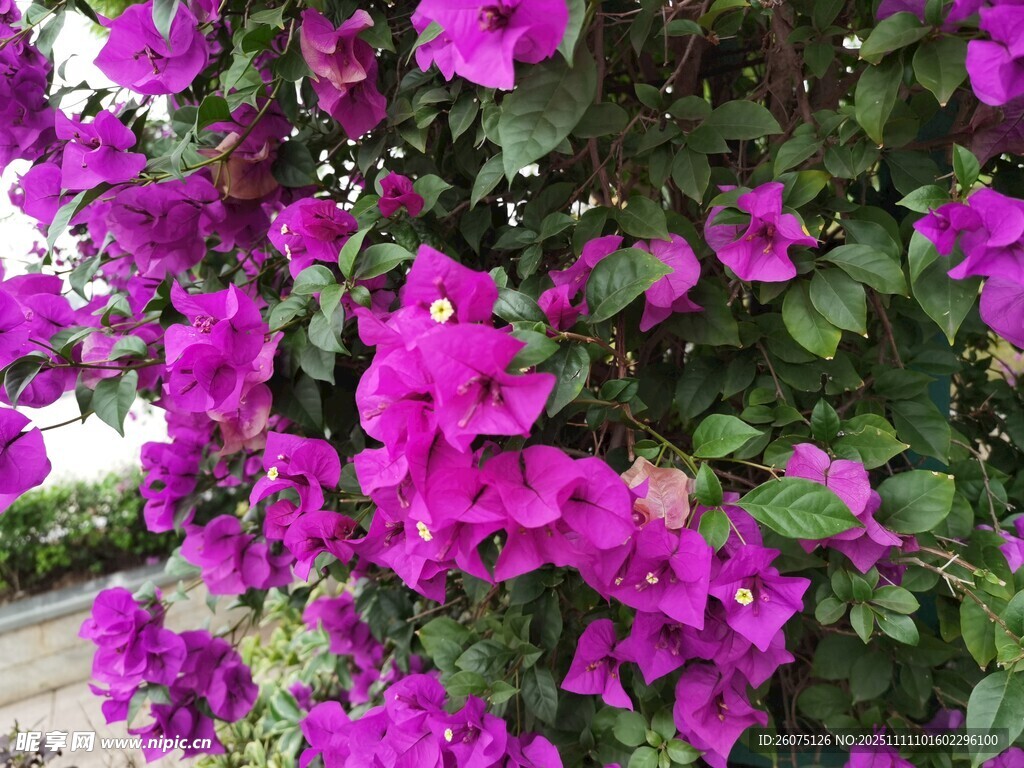 艷麗三角梅綻放美景