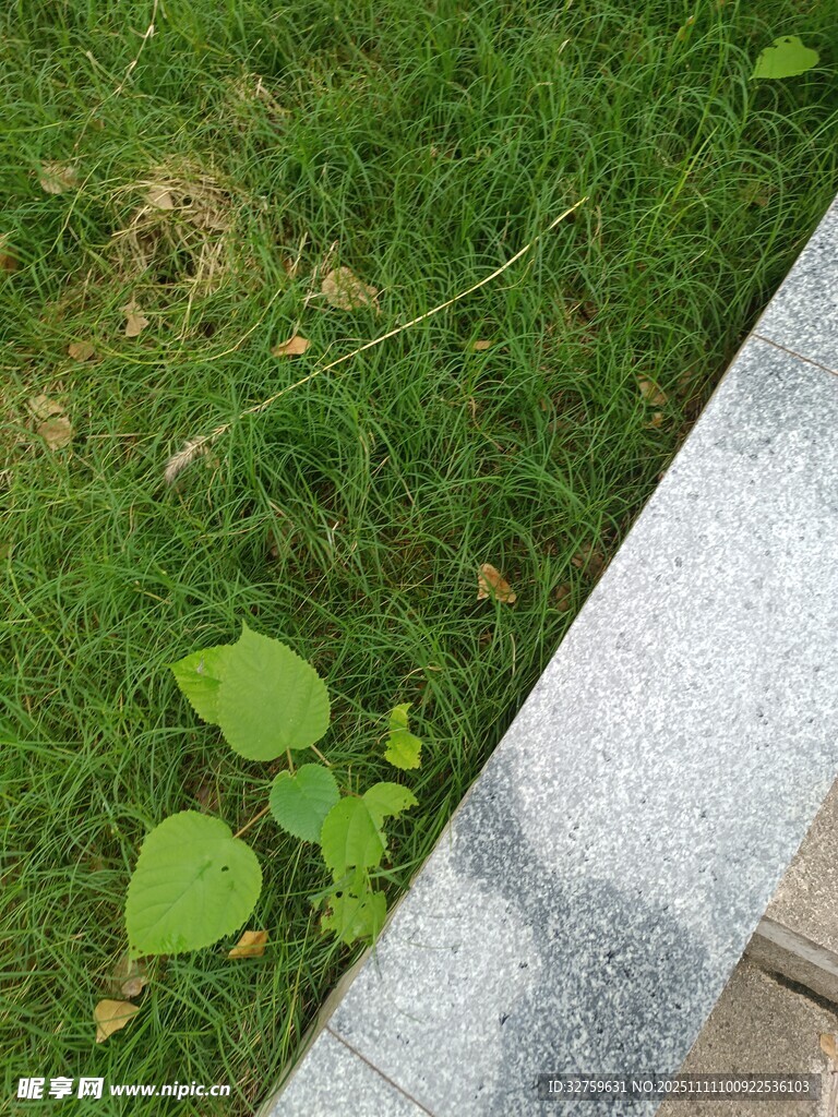 草地旁的綠葉植物