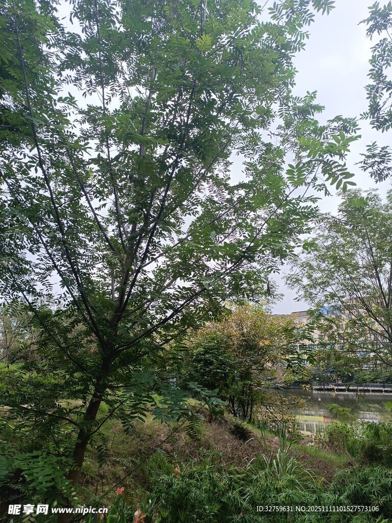 戶外繁茂樹林風景