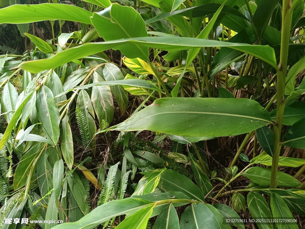 翠綠繁茂的熱帶植物景觀
