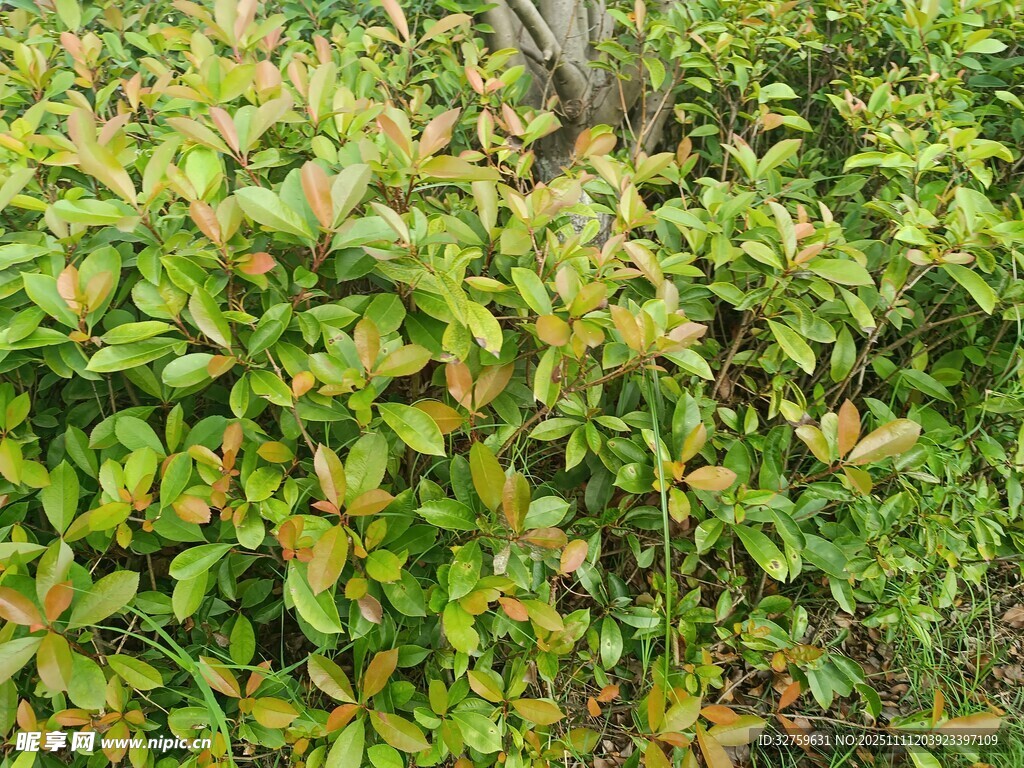 翠綠繁茂的灌木植物