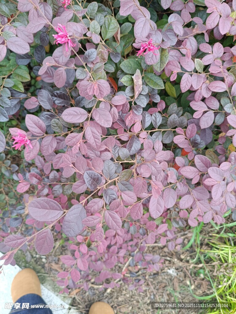 紫葉植物近景特寫(xiě)