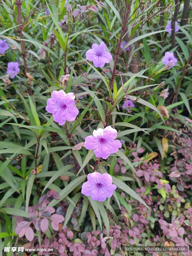 紫色小花綻放于綠葉間