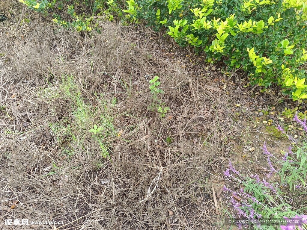 雜草與花卉共生的景觀