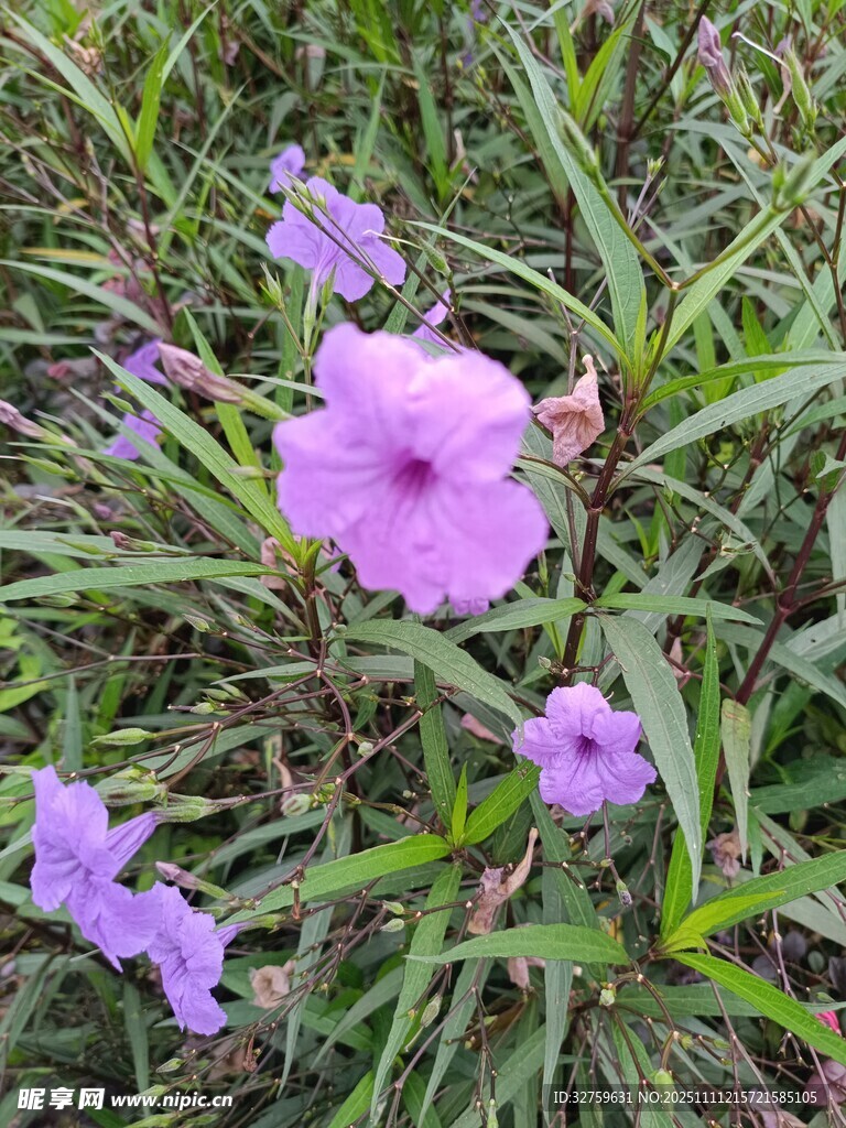 草叢中的紫色小花