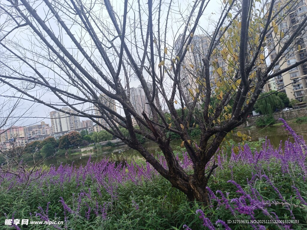 枯樹下的紫色花卉景觀