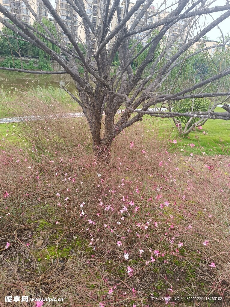 春日枯樹下的爛漫小花