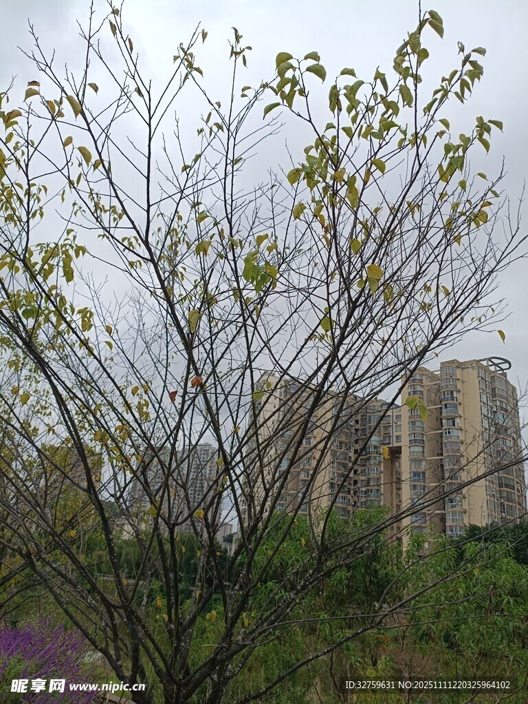 枯樹旁的古老建筑