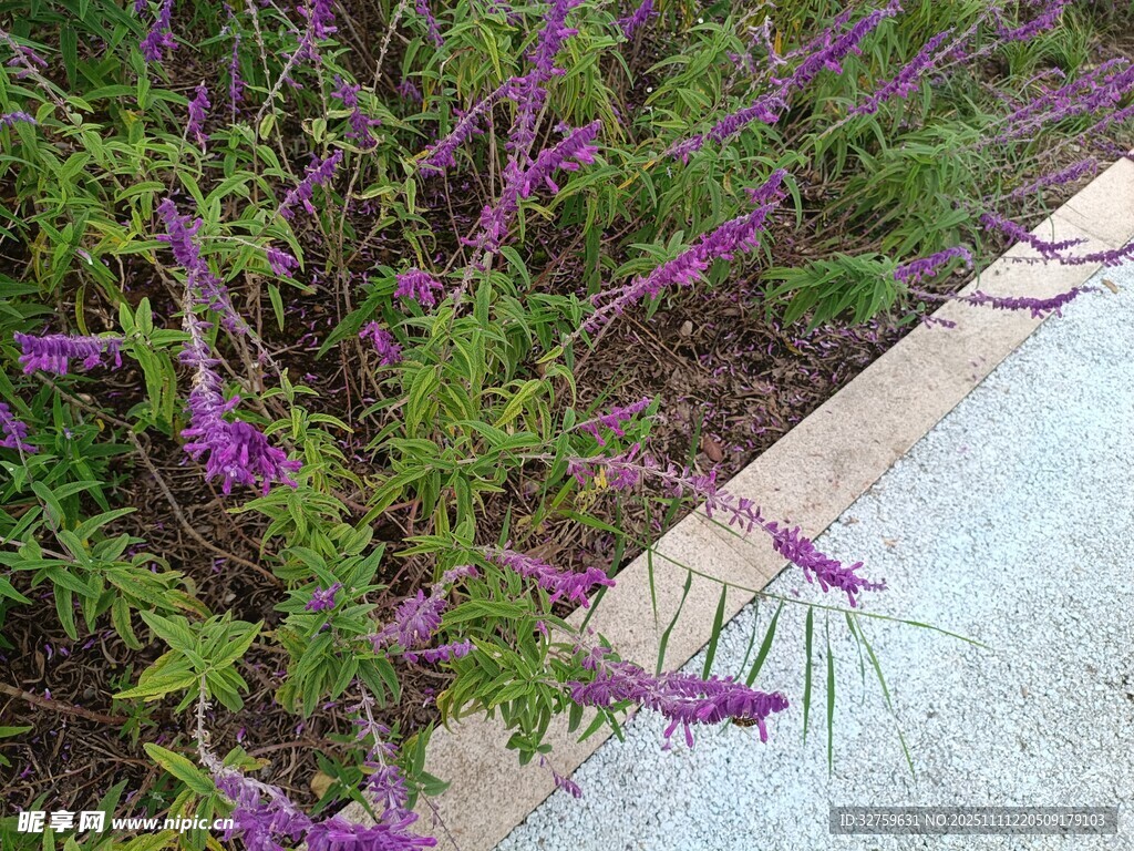路邊紫色花卉植物景觀