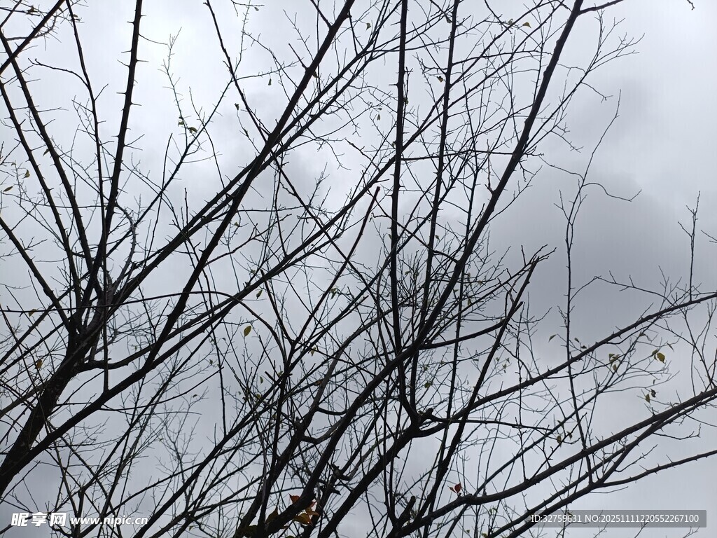 冬日枯樹枝丫景象