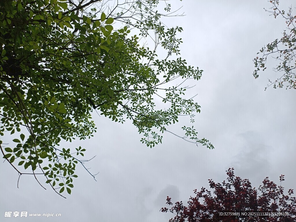 仰視綠樹與天空景致