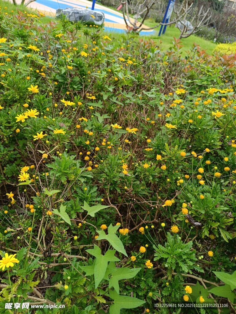 野外繁茂的黃色小花植物