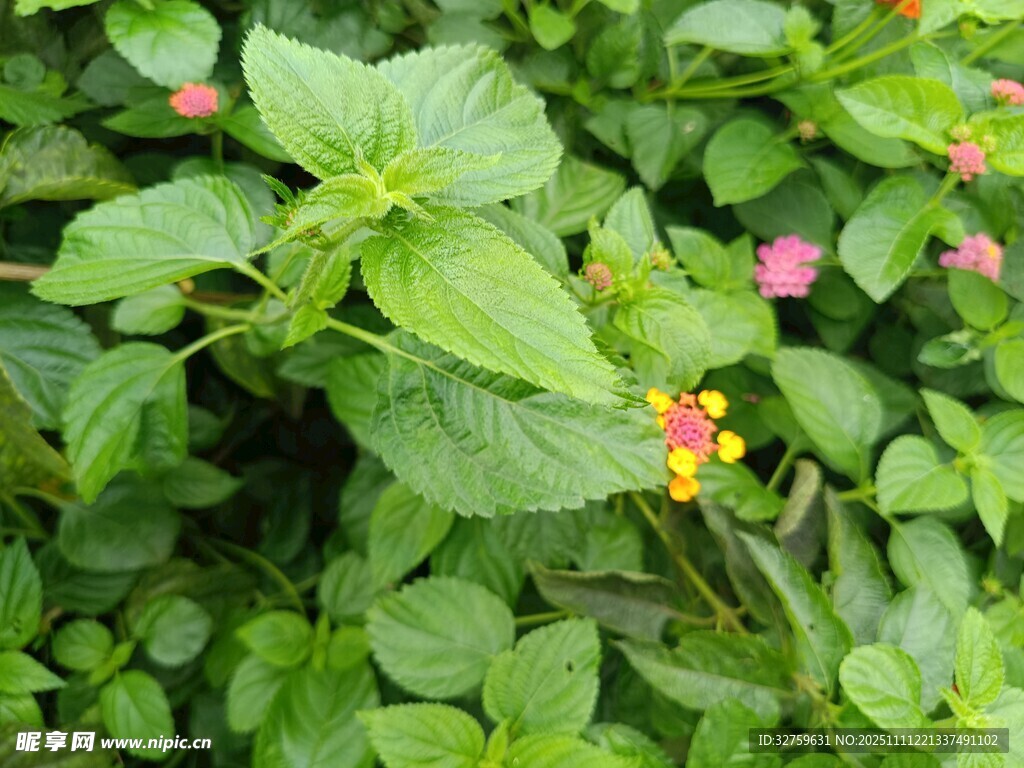 綠葉叢中綻放多彩小花
