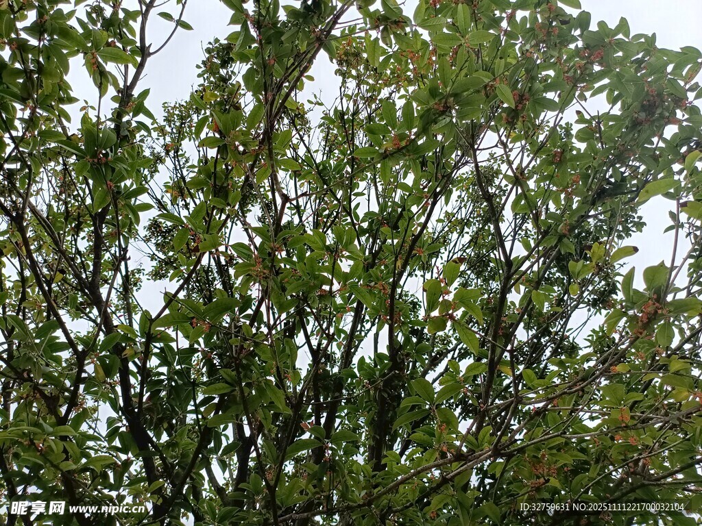 繁茂枝葉的綠意景象