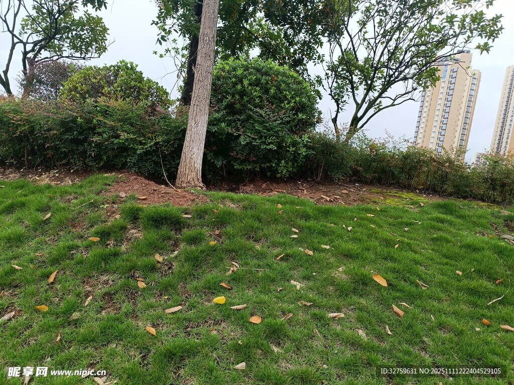 戶外草地樹木景觀