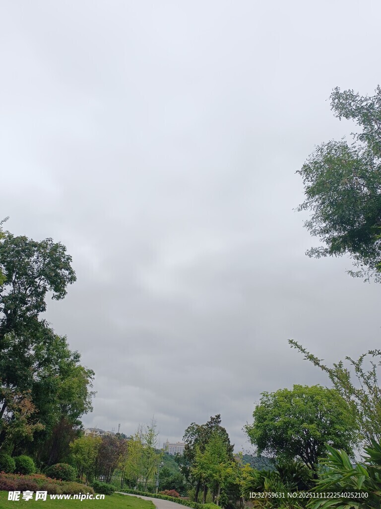 陰天中的蔥郁樹林