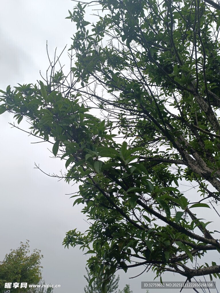 枝頭綠葉映灰白天空