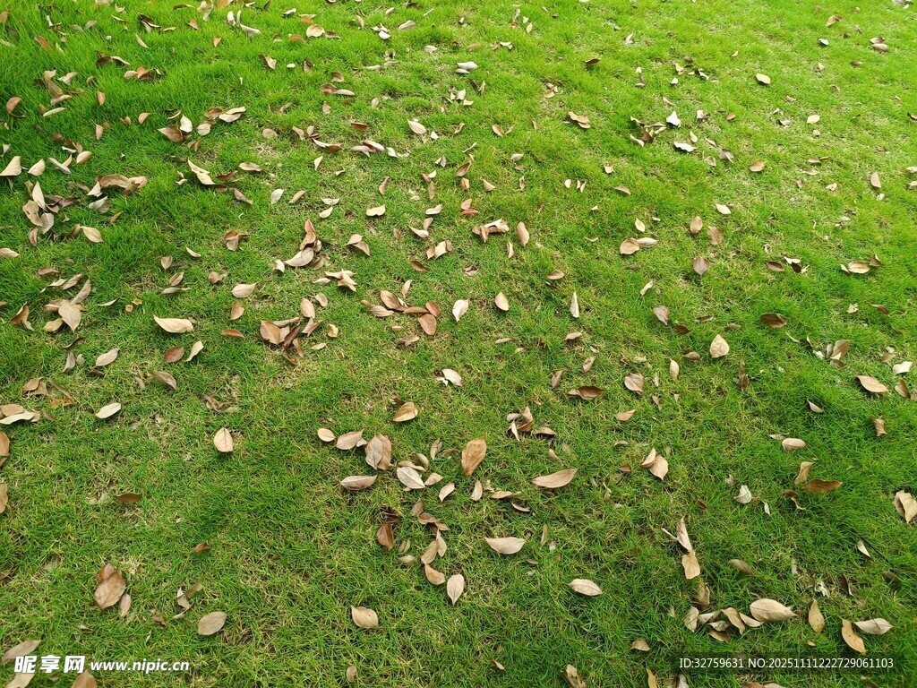草地上散落的枯黃樹葉