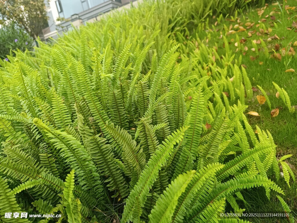 翠綠茂盛的蕨類(lèi)植物