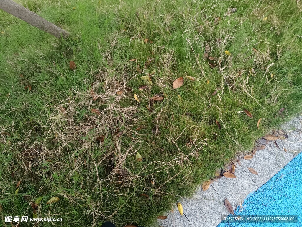 泳池邊的斑駁草地