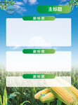 玉米農(nóng)業(yè)展板