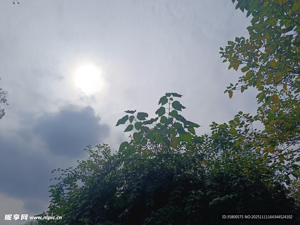 陽光穿透枝葉的天空景象