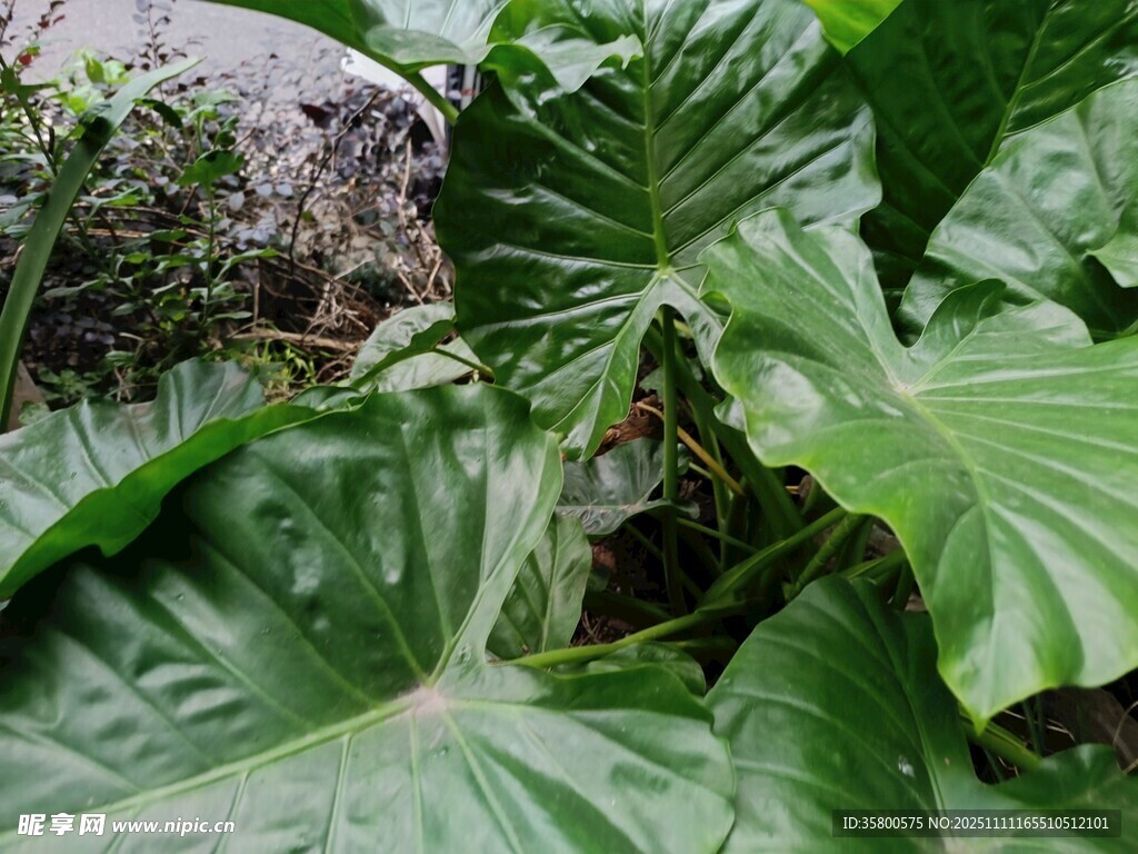 繁茂綠植中的自然景致