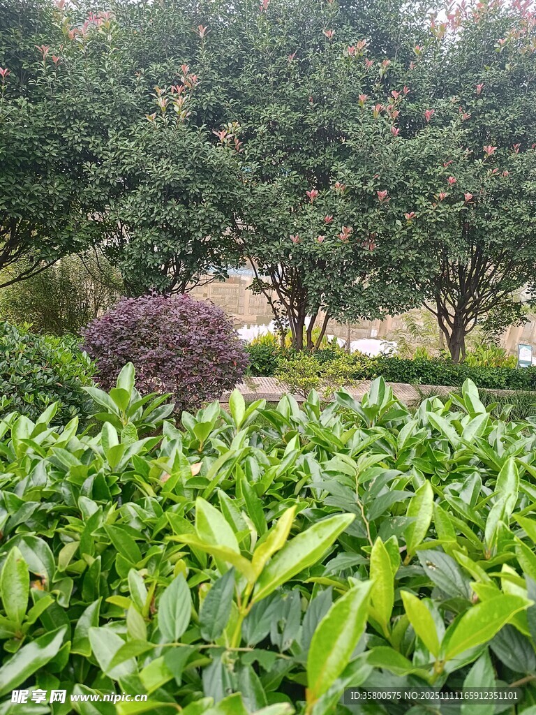 綠意盎然的茶園景觀