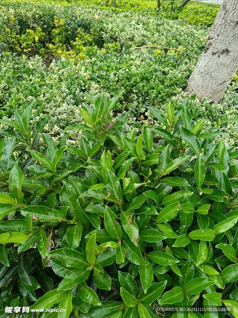 翠綠繁茂的綠植景觀