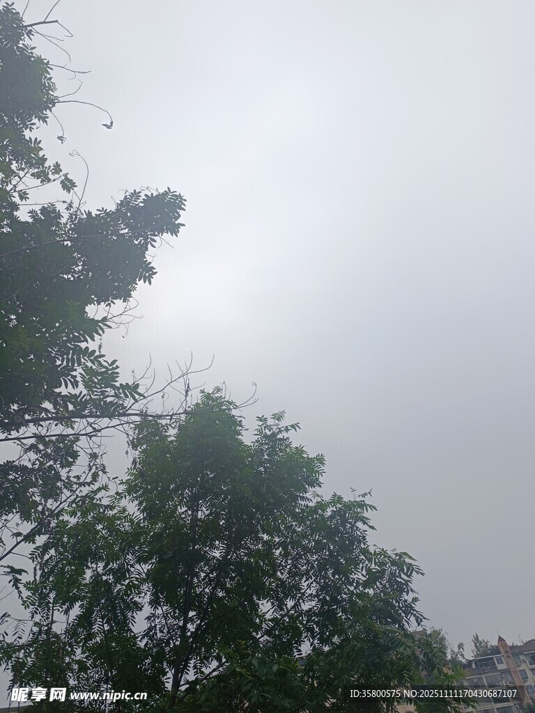 陰天中的樹木與朦朧天空