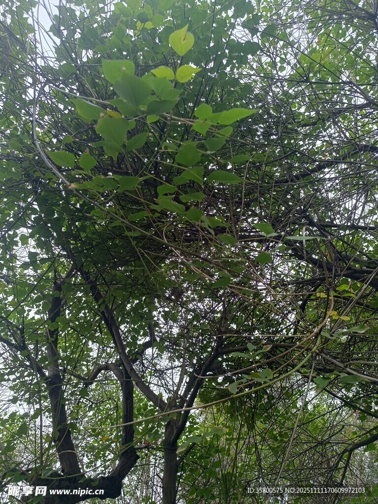 繁茂綠樹展現(xiàn)自然生機