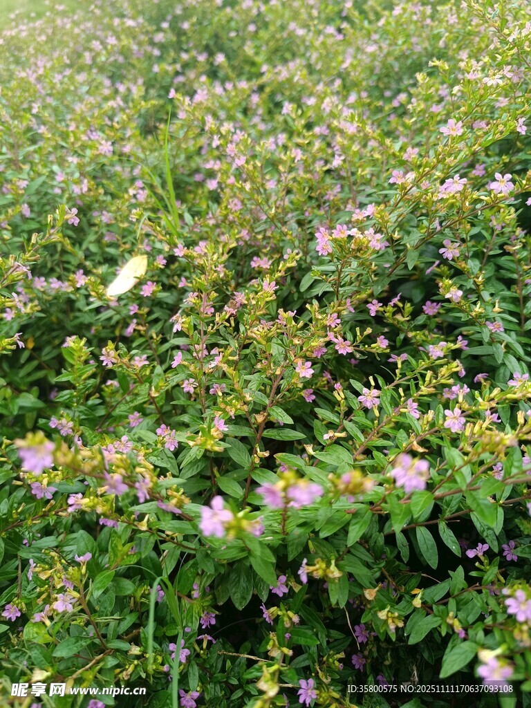 繁茂花叢中的粉色小花
