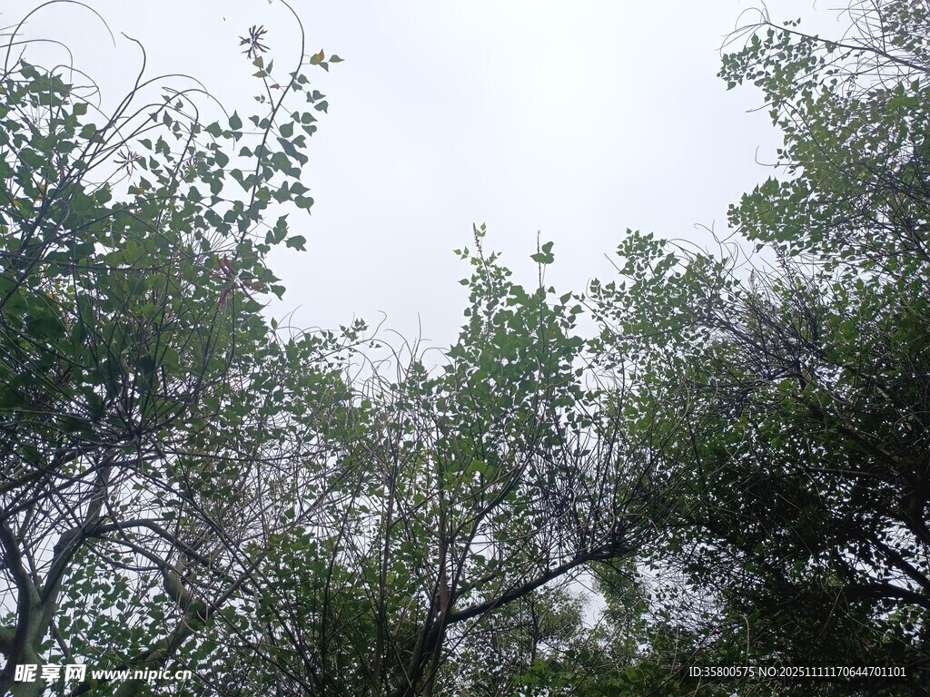 仰視繁茂綠樹景象