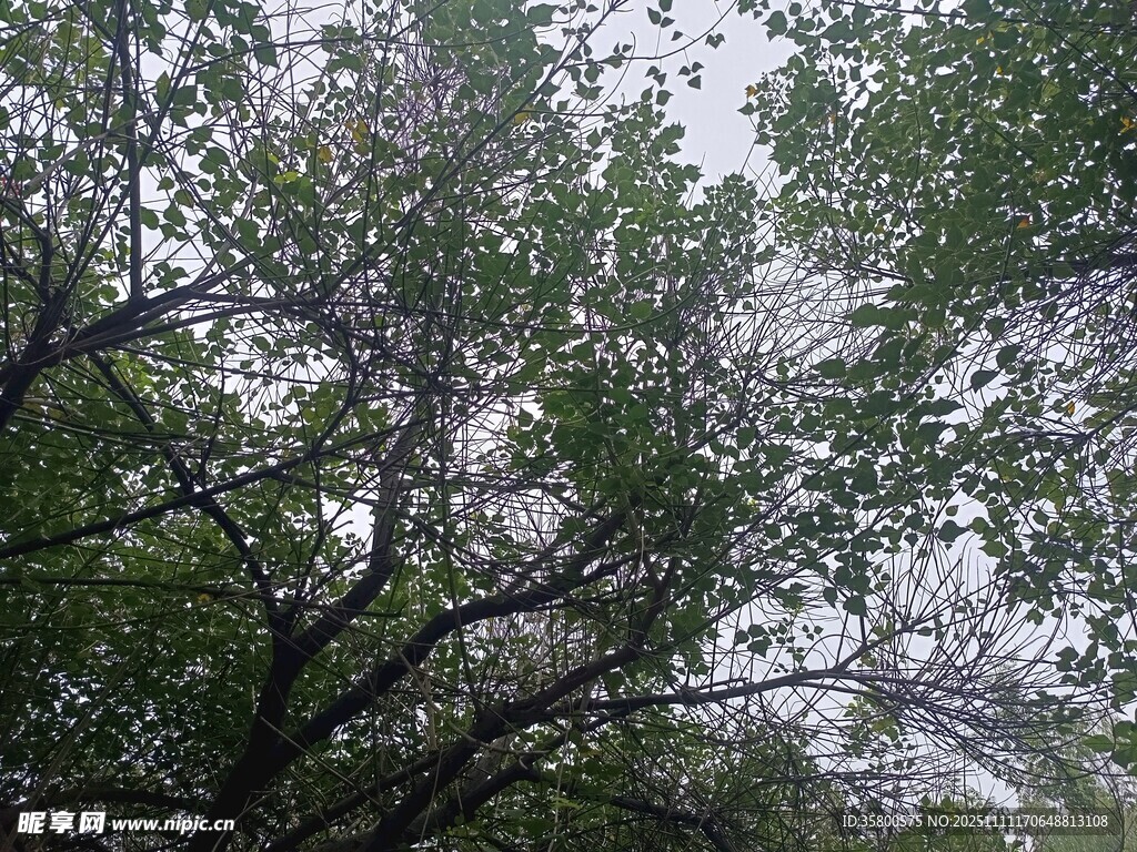 繁茂枝葉間的朦朧景致