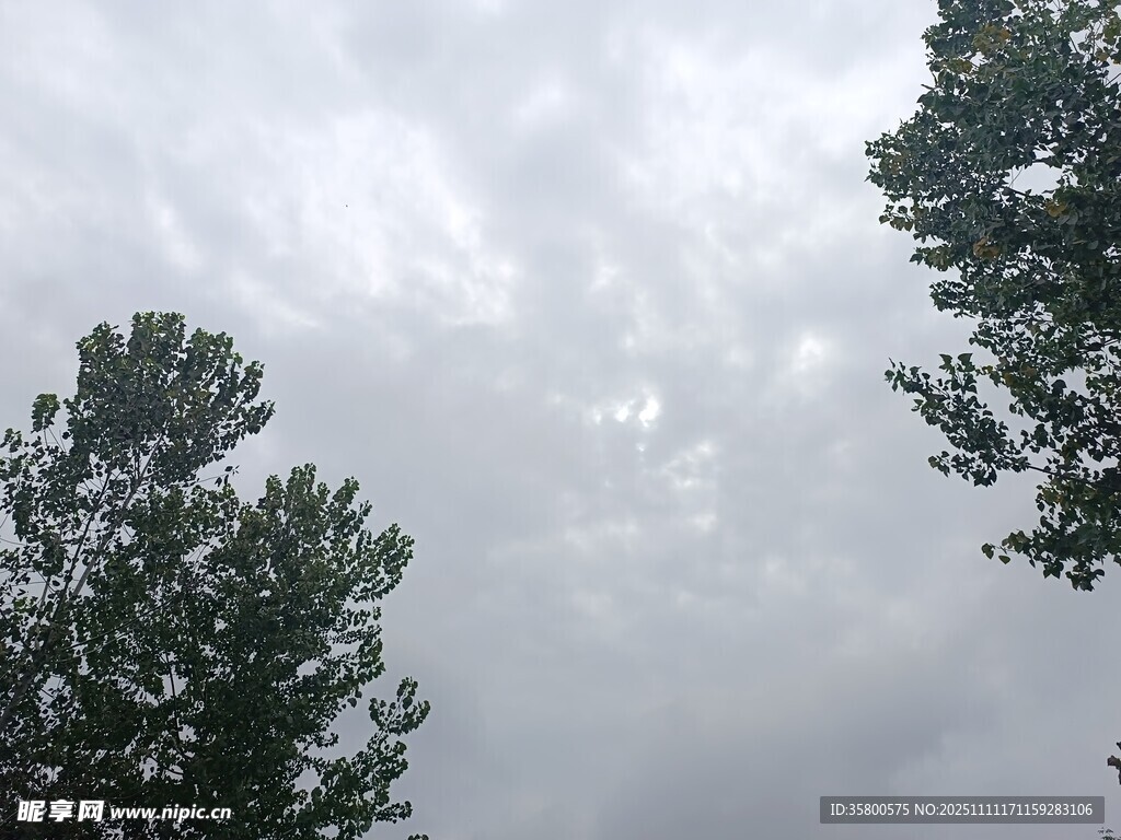 云霧中兩棵樹(shù)的景致