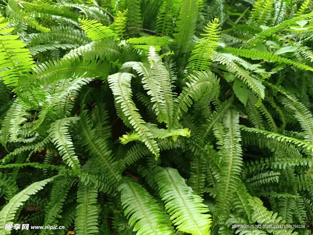 翠綠蕨類(lèi)植物生機(jī)盎然