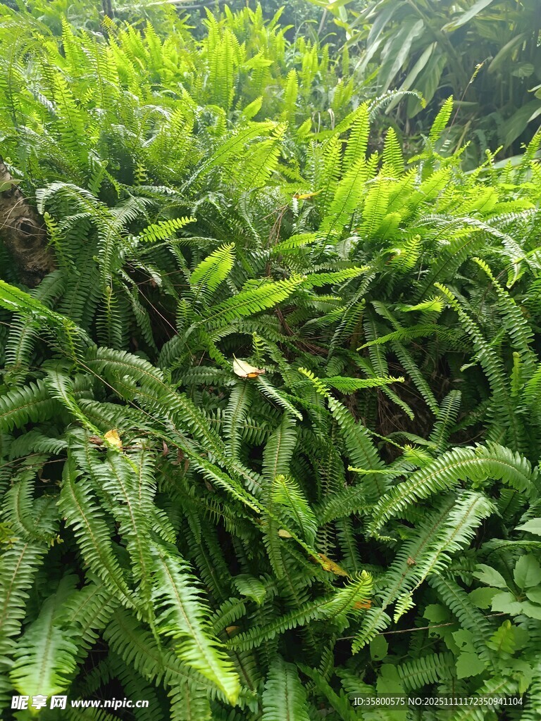 翠綠繁茂的蕨類植物景觀