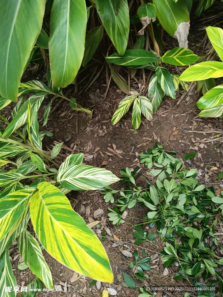 多彩葉片植物景觀