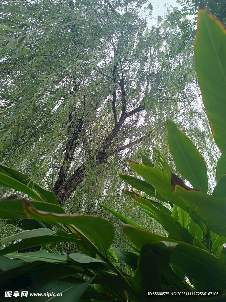 茂密叢林中的繁茂綠植