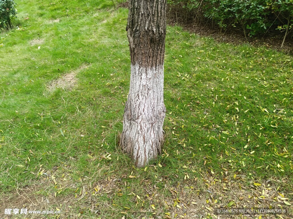 樹干底部涂白的綠色草地