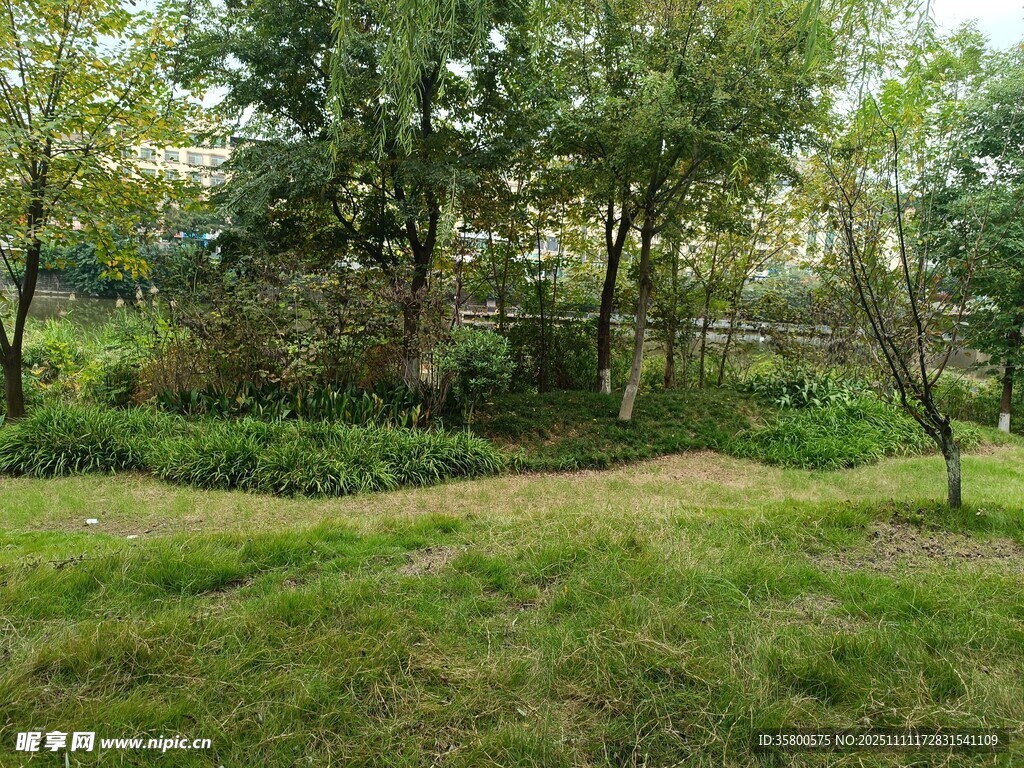 林間草地自然景致