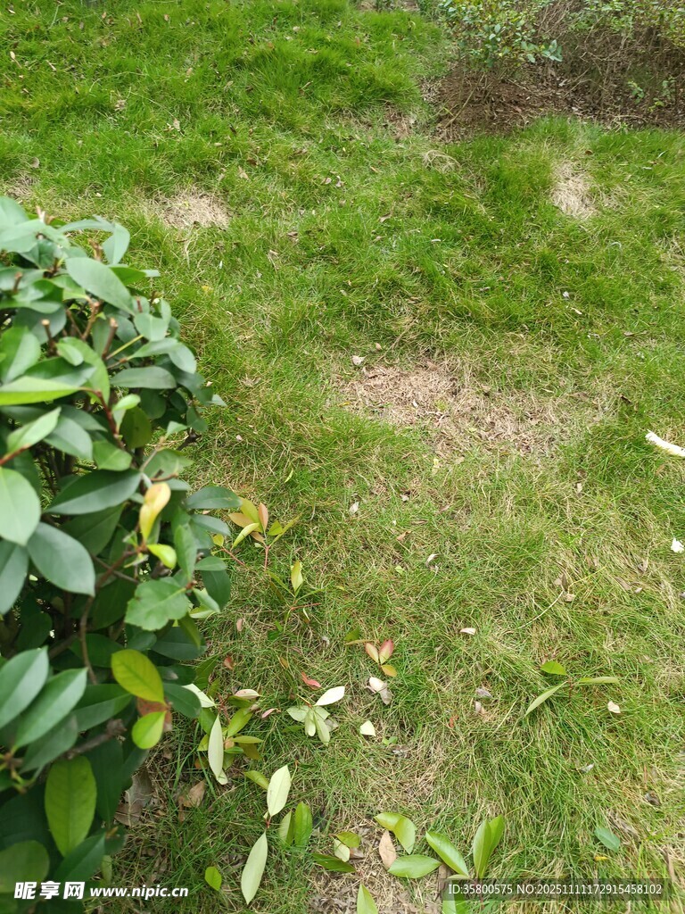 綠意盎然的戶(hù)外草地場(chǎng)景