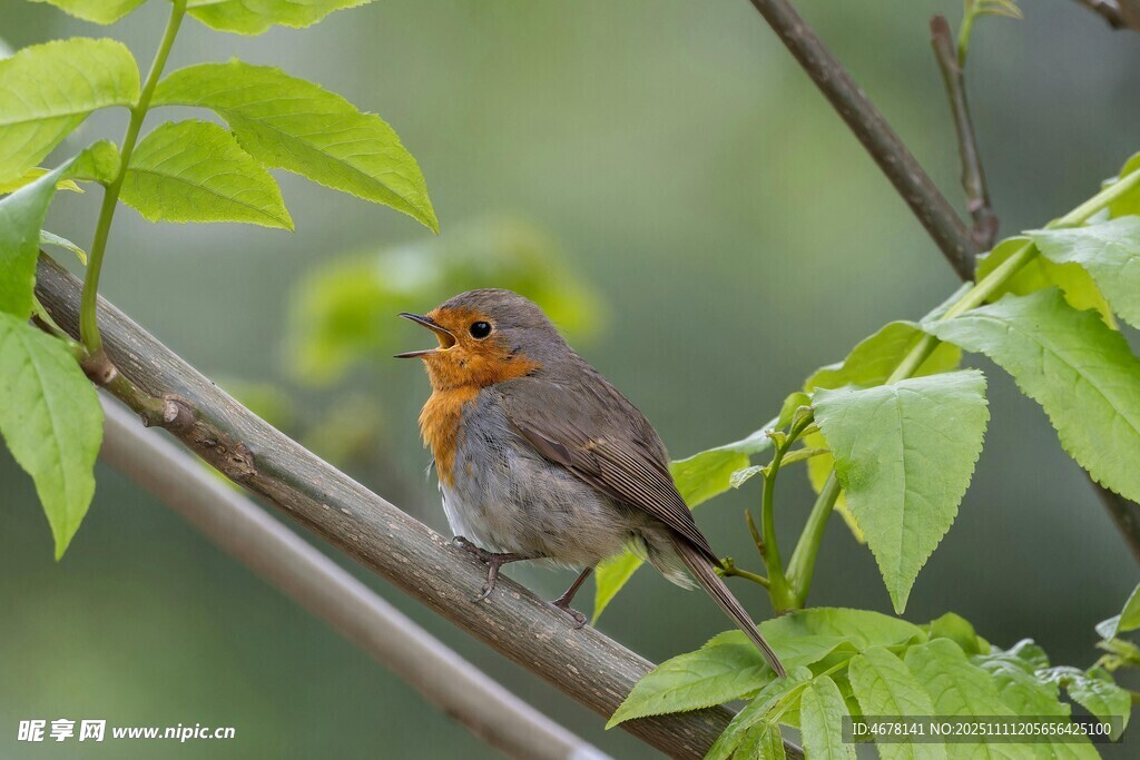 枝頭橙胸小鳥展靈動(dòng)
