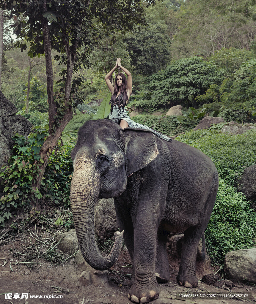 人騎大象于自然環(huán)境中