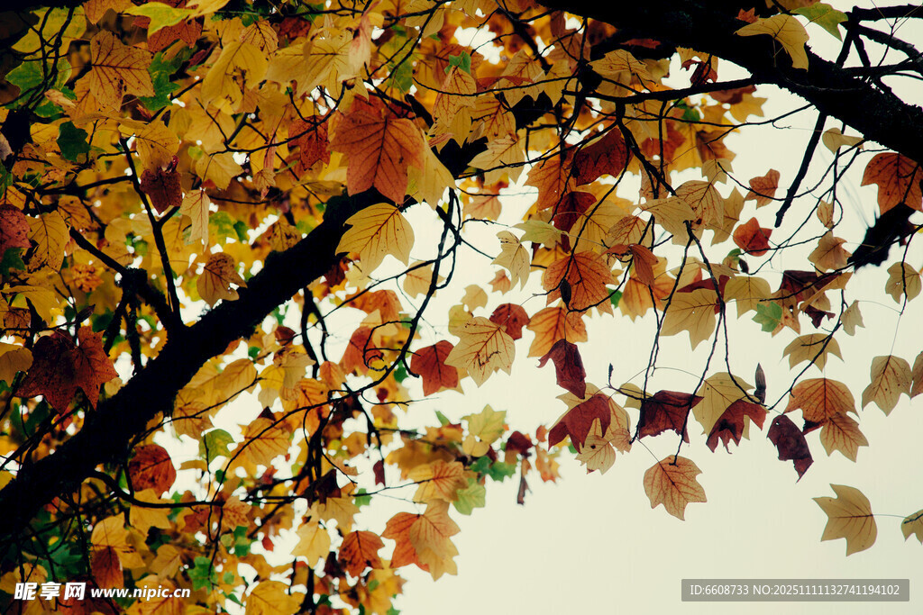 秋日枝頭斑斕樹葉