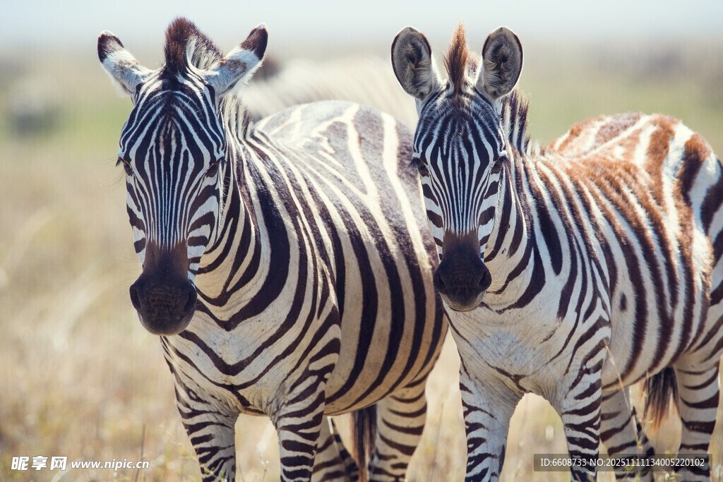 草原上的兩只斑馬