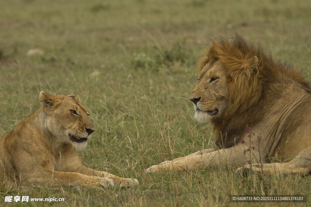 草原上的大小獅子對(duì)視